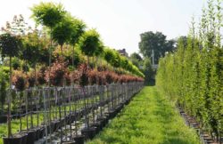 Sträucher und Bäume - eigene Aufzucht und Produktion bei Pflanzen Mayer