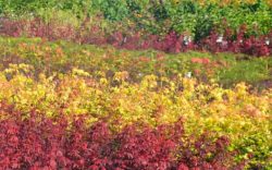 Ahornbäumchen Jungpflanzen im Gartencenter Mayer