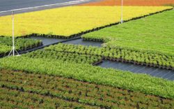 Sträucher Jungpflanzen-Produktion für Pflanzen Großhandel
