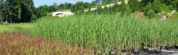 Gartenstauden Produktion und Aufzucht im Topf