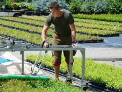 Gartenpflanzen Aufzucht - Pflege und Bewässerung bei Mayer Pflanzen Salzburg
