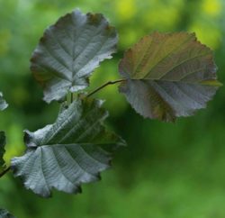 Corylus Pflanze