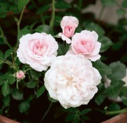 Rose Easy Cover vom Rosenzüchter Mayer Pflanzen