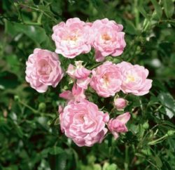 Rose Sw Cover vom Rosenzüchter Mayer Pflanzen