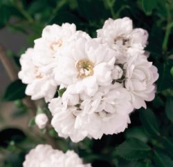 Rose The Fairy White - eigene Aufzucht bei Mayer Pflanzen