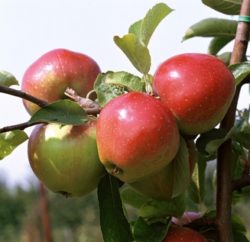 Apfelbaum Sorte Jonagold am Stamm