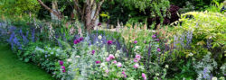 Blumenstauden und Rosen im Gartencenter Salzburg
